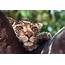 Leopard Predator Animal Tree Wallpapers HD / Desktop And Mobile 