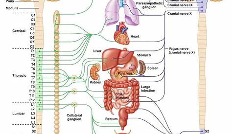 nervous system compared to circuit diagram