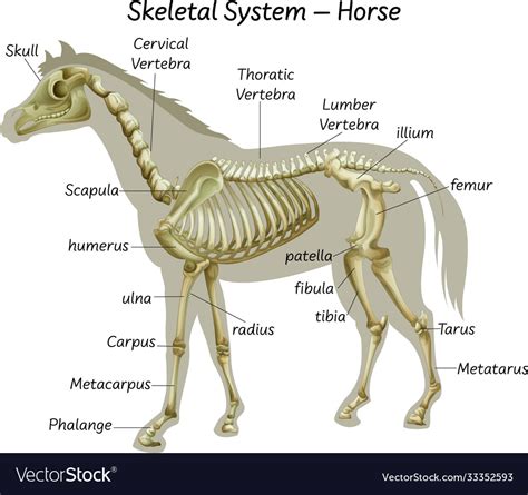 Science Horse Skeletal System Royalty Free Vector Image