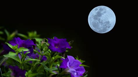 Mays Full Flower Moon And Lunar Eclipse Combination Is Your Chance To
