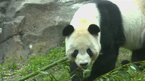 Yes All Zoo Pandas In The Us Are Being Returned To China In November
