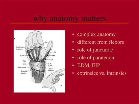 Ppt Extensor Tendon Injuries Ed Management And Follow Up Powerpoint