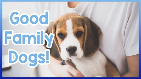 The Best Dog Breeds For New Families Top 5 Dogs For Families Youtube