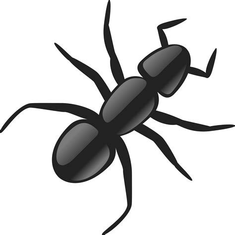 Ant Png Transparent Image Download Size 2341x2342px