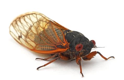 Confessions Of A Lepidoterist Keep Calm Theyre Only 17 Year Cicadas