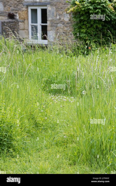 Mown Path Through Cottage Garden Filkins Cotswolds Oxfordshire Uk