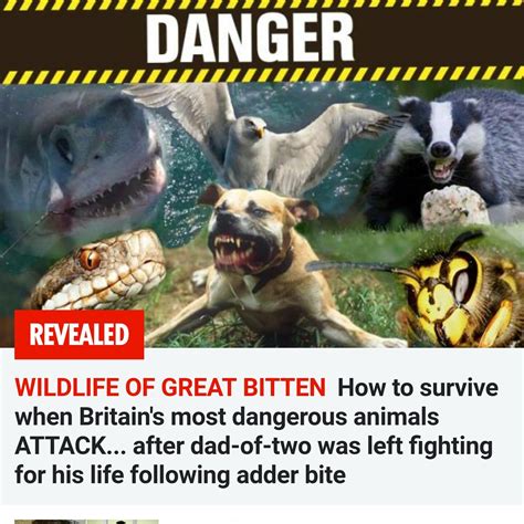 I Want A Piece On Britains Most Dangerous Animals But We Dont