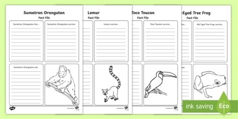 Ks1 Animals In Rainforests Fact File Worksheets