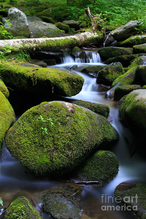 Moss Covered Rocks In Creek With Fallen Tree In Green Forest Photograph