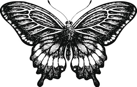 Imagen Imagen Dibujos De Mariposas Para Tatuajes Thptletrongtan Edu Vn