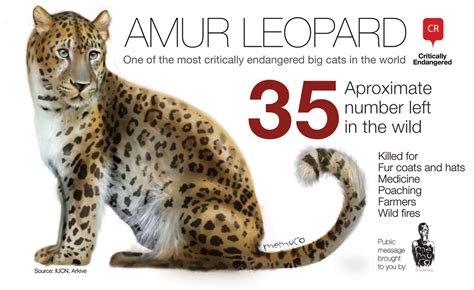 Amur Leopard One Of The Most Critically Endangered Big Cats In The