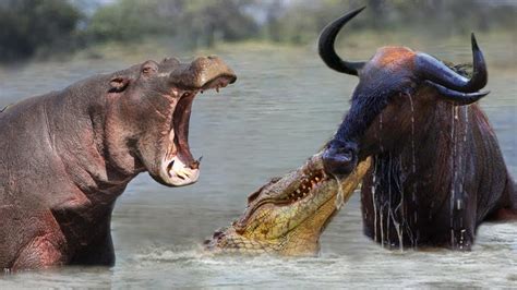 Crocodile Hunting Wildebeest In Hippo Territory And Surprise Ending