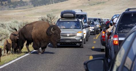 Woman 72 Gored By Bison At Yellowstone After Getting Too Close For