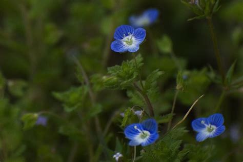 Blue Grass Weed Flower Flickr Photo Sharing