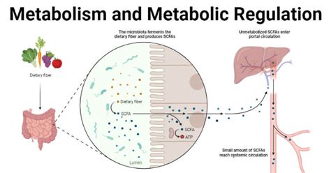 Metabolism And Metabolic Regulation The Biology Notes