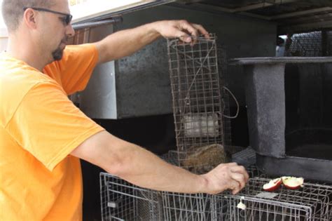 Groundhog Removal Photo Gallery By Suburban Wildlife Control