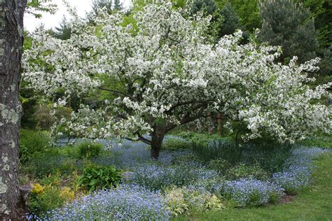 Posts About Malus Sargentii Tina On Rocky Dale Gardens Crabapple