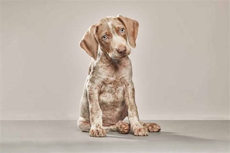 Weimaraner Colors Rarest To Most Common A Z Animals