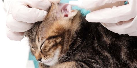 Vet Hospitals 5 Reliable Signs Of Ear Infections In Cats Alexandria
