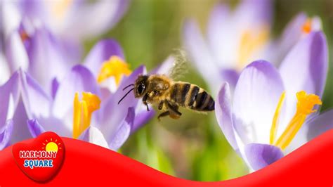 What Is Pollination More Science On The Learning Videos Channel Youtube
