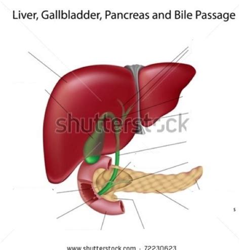 This is an article covering the lobes, segments, blood flow and portosystemic (portocaval) circulation of the liver. ImageQuiz: Liver, Gallbladder and Pancreas