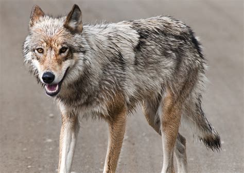 Check fixtures, tickets, league table, club shop & more. Wolves need space to roam to control expanding coyote ...