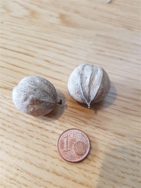 From Which Tree Are These Seeds Whatsthisplant