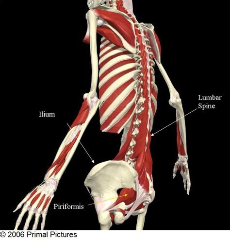 The extrinsic back muscles, which lie most superficially on the back. Lower Back Anatomy - Golf Fitness Training Programs at FitGolf Performance Centers | Golf ...