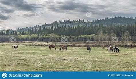 Horses On The Stoney Indian Reserve Stock Image Image Of Herd Field