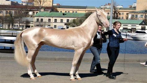 Worlds Rarest Horse Breeds Ever Horse Spirit