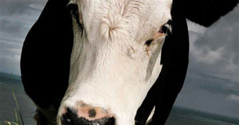 Un Cas De La Maladie De La Vache Folle Détecté En Californie Huffpost Nouvelles
