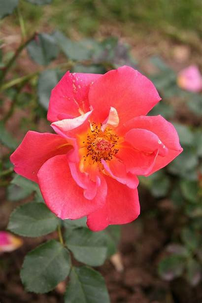 Roses Delbard Rose Wikimedia Commons