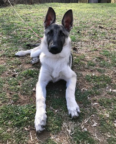 At hayes haus, we believe it's important to consider all pros and cons that could pop up over the course of your dog's life before ever buying a puppy, and even before placing a deposit. German Shepherd Puppy Silver and Black at 4 Months🐺 ️ #GSD ...
