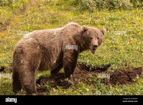 Grizzly Bear Ursus Arctos Digging For Roots In Polychrome Pass