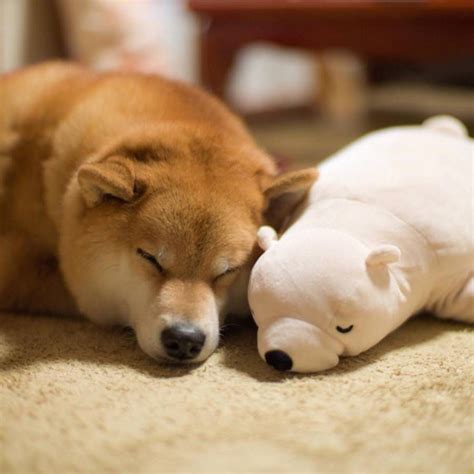 Adorable Shiba Inu Sleeping In The Same Position As Its Polar Bear