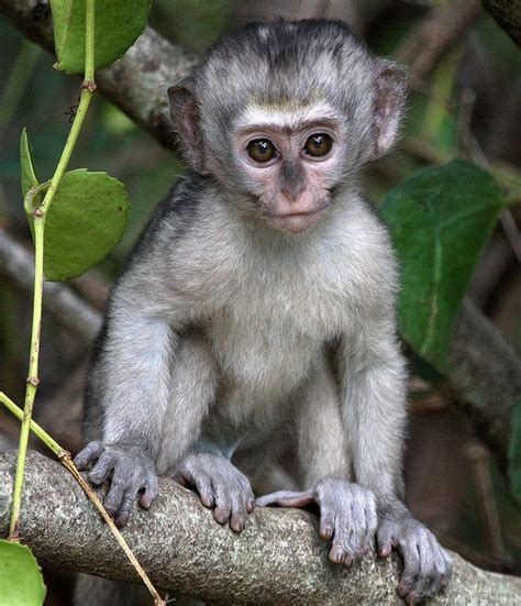 Vervet Monkey Baby By Rpwinston1 Via Flickr Baby Animals Vervet