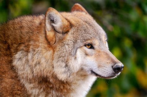 Gray Wolf On Hunting Wallpapers And Images Wallpapers Pictures Photos