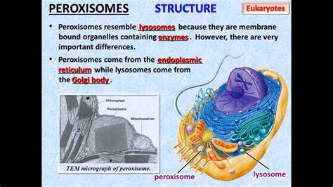 Cell Membrane Structure And Function Ppt