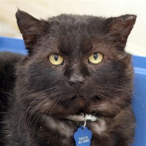 Marion is a city in and the county seat of marion county, ohio, united states. Adopt MARIO on | Short hair cats, Cats, Adoption