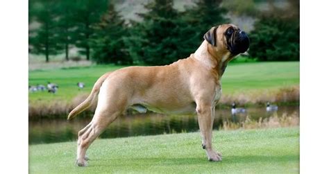 The Top 10 Nicest Dog Breeds In The World A Complete Guide To The
