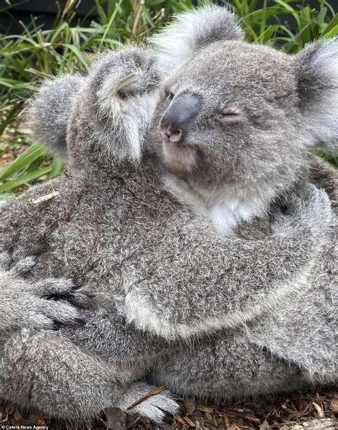 Adorable Koalas Cuddle With Each Other At Australian Reptile Park