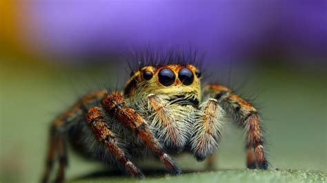 Wallpaper Jumping Spider Macro Black Eyes Yellow Insects Arachnid