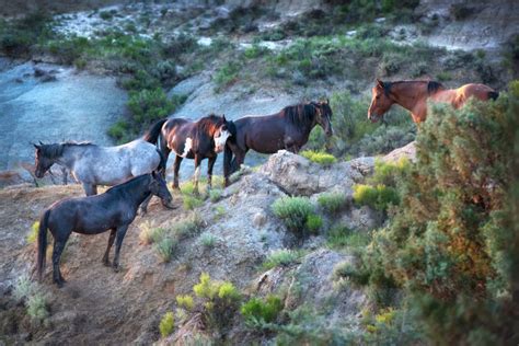 Wild Horses Of Theodore Roosevelt National Park Into The Wild We Go