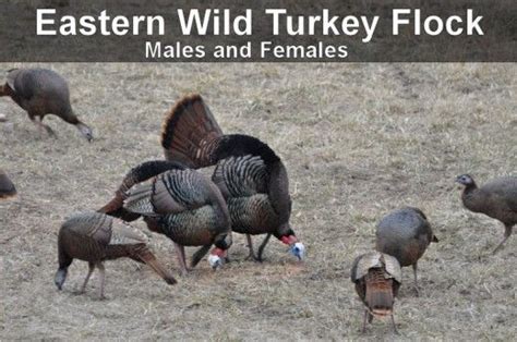 Eastern Wild Turkey Flock Males And Females Toms And Hens Coyote