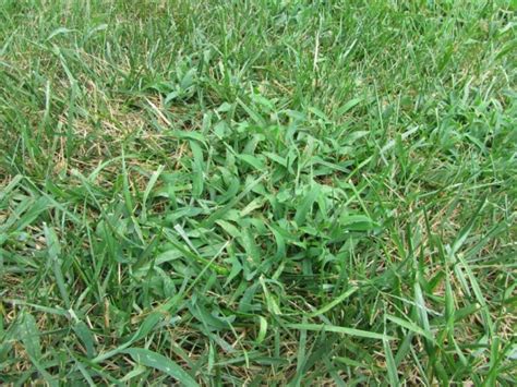 How To Get Rid Of Tall Fescue Grass In Lawn