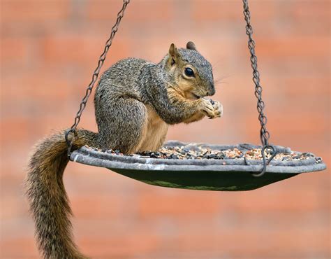 Foods That Squirrels Do Not Eat At Bird Feeders Bird Watching Hq