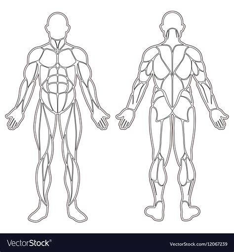 Human Body Muscles Silhouette Royalty Free Vector Image