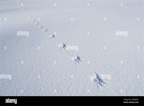 Squirrel tracks snow hi-res stock photography and images - Alamy