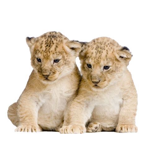 Lion Cub Png Transparent Images Png All