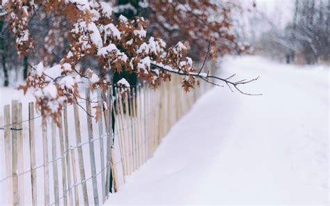 Winter Snow Trees Leaves Fence Wallpaper 1680x1050 32513